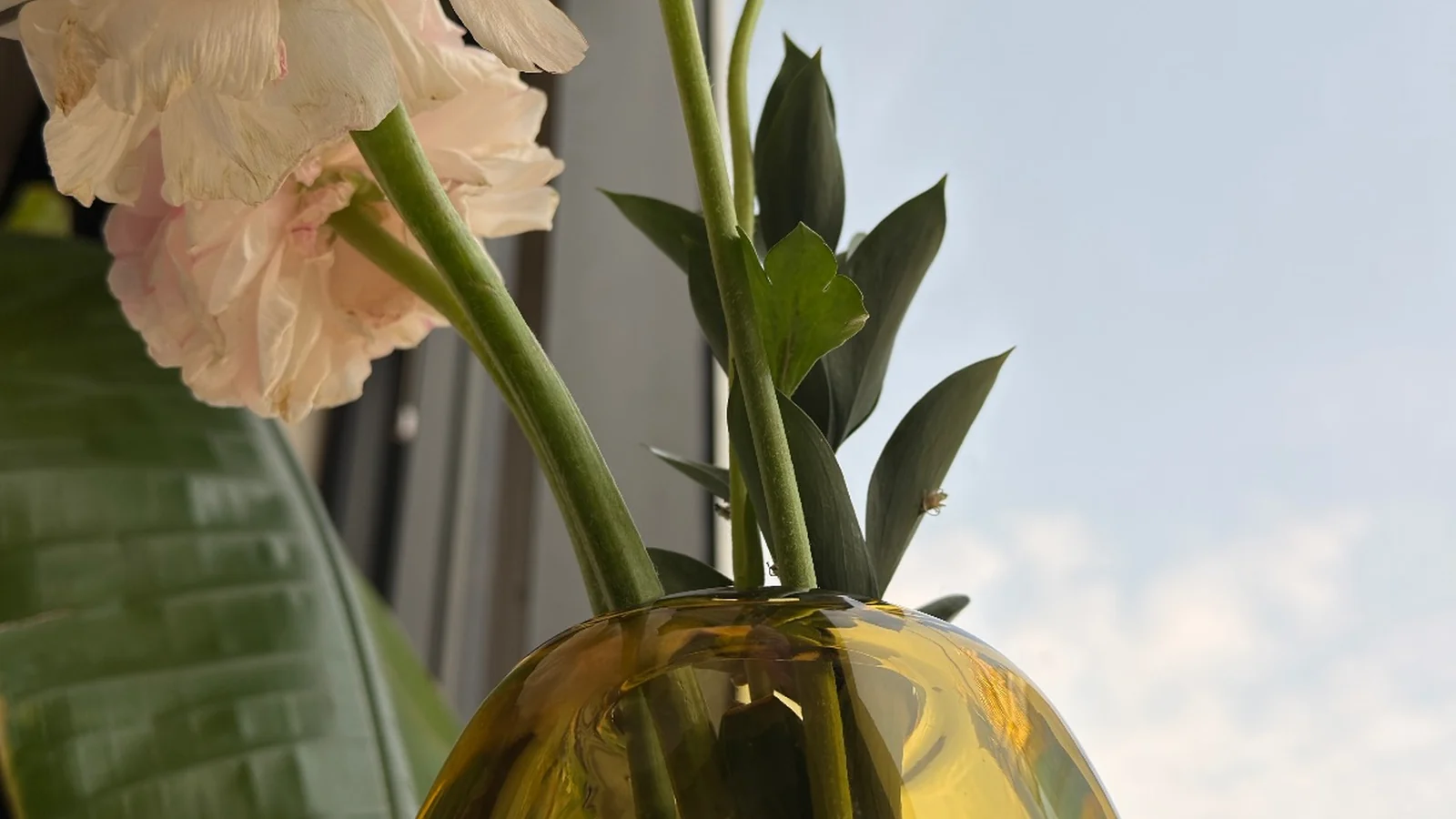 Pink flowers in an amber vase by the window