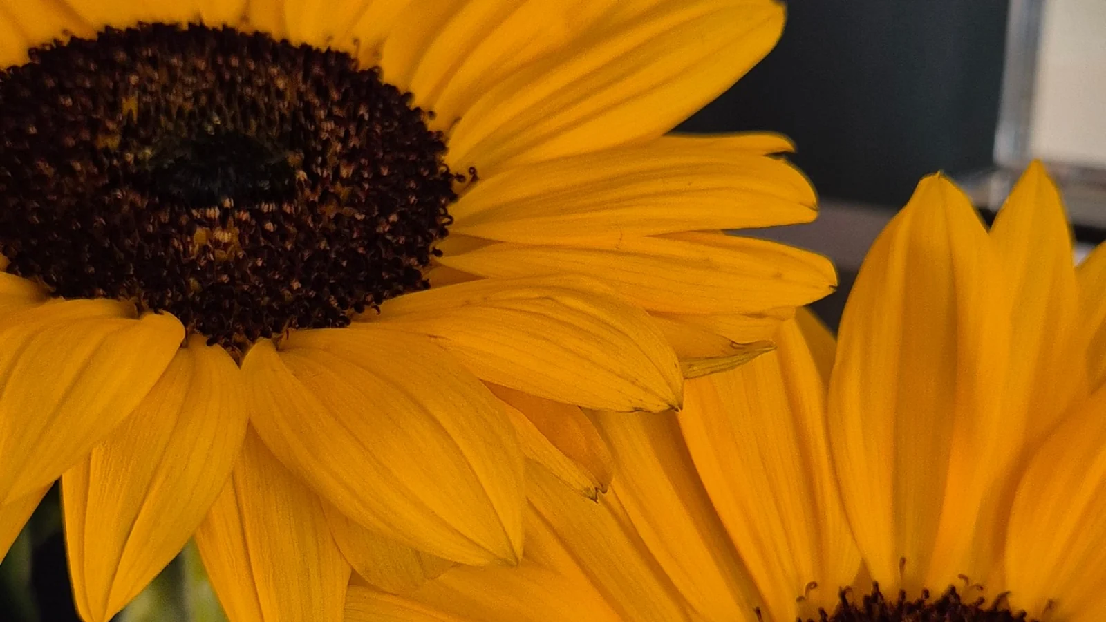Fresh yellow sunflower