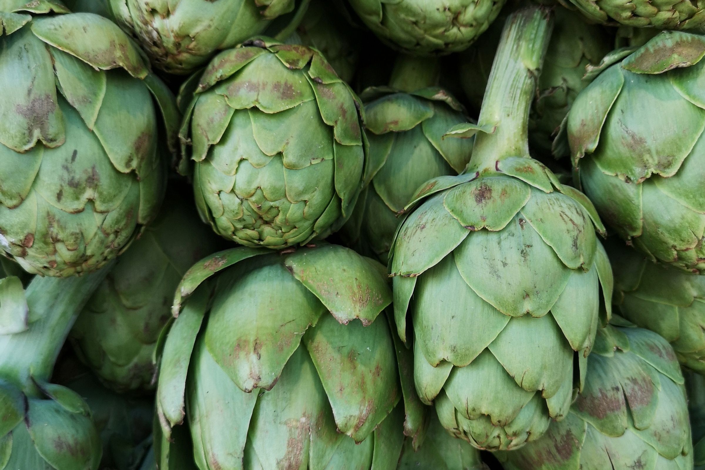 A green artichoke with firm, overlapping bracts