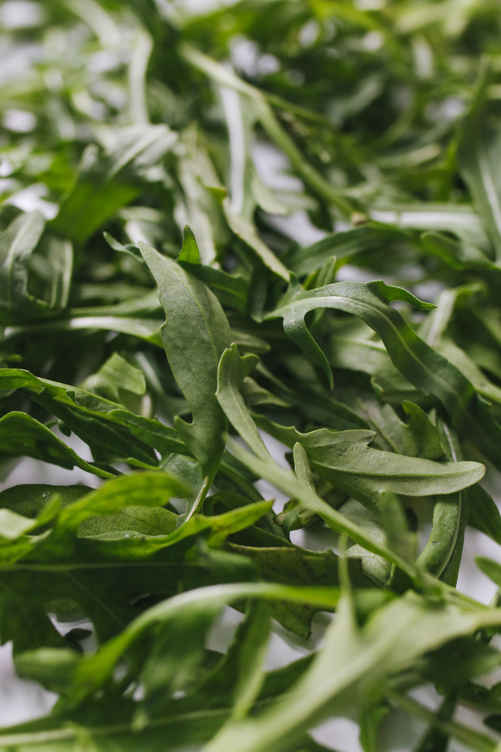 Fresh arugula with long, divided leaves