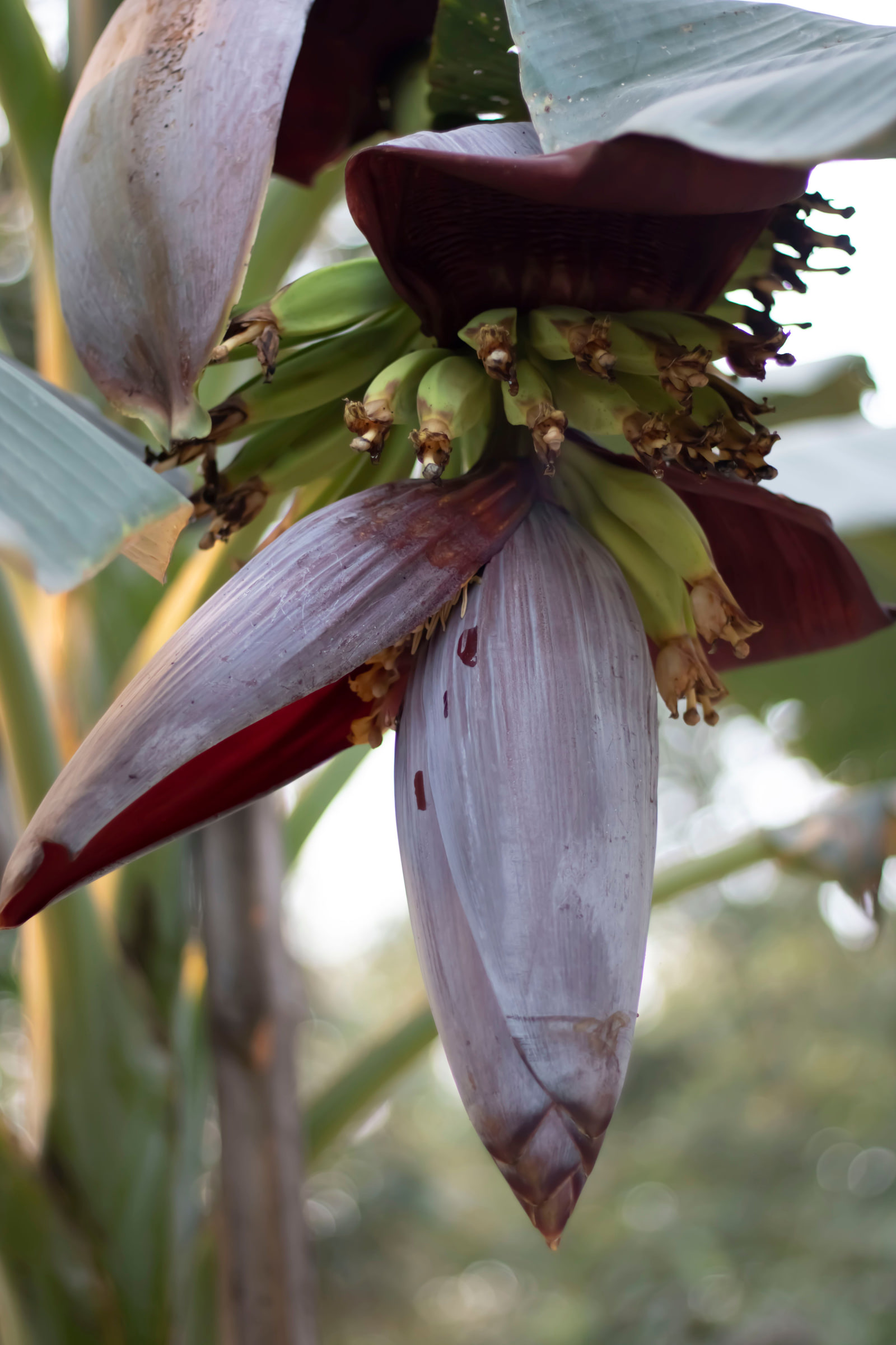 A purple banana blossom hanging below a bunch of bananas