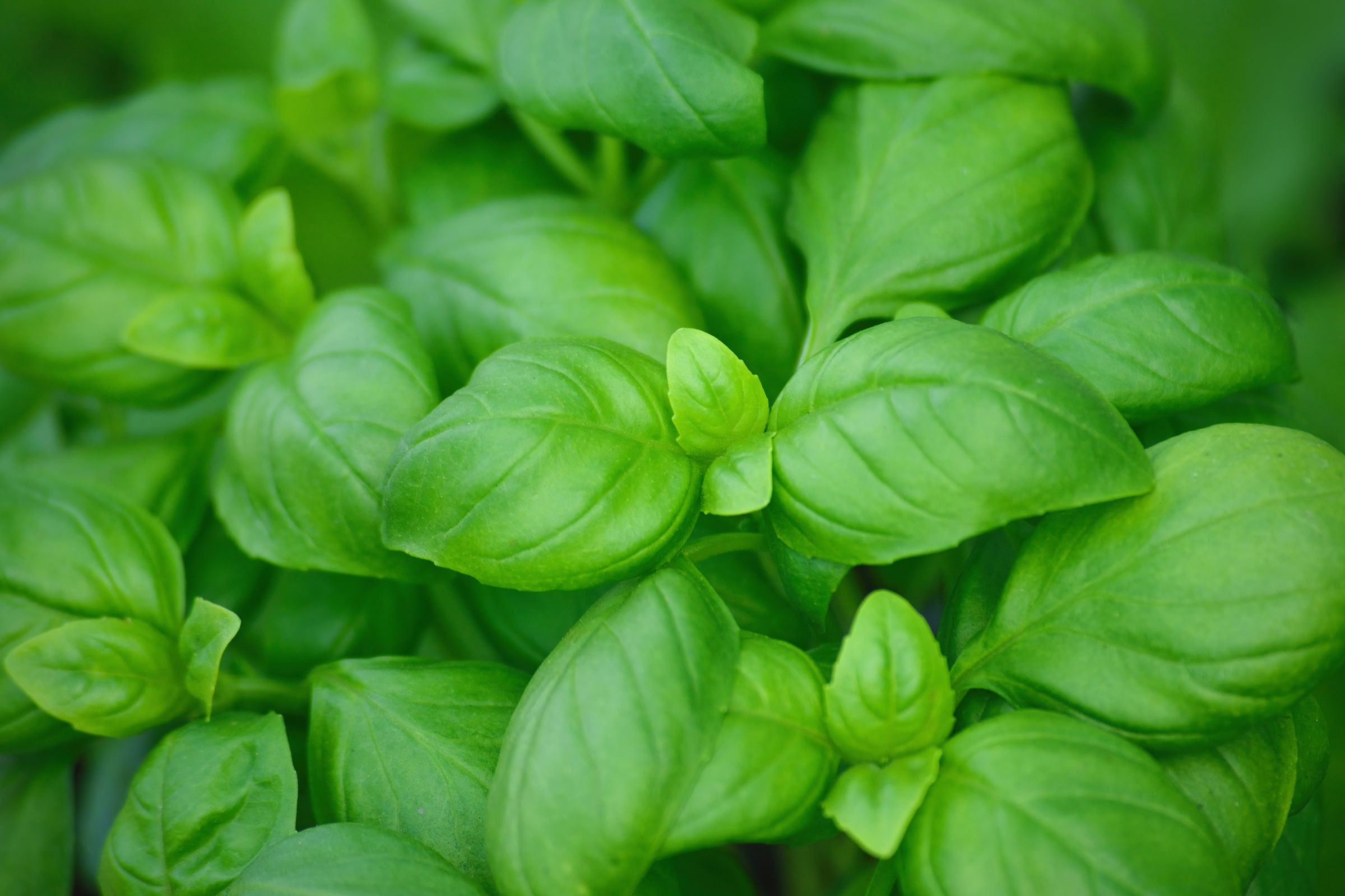 Glossy, bright-green basil leaves