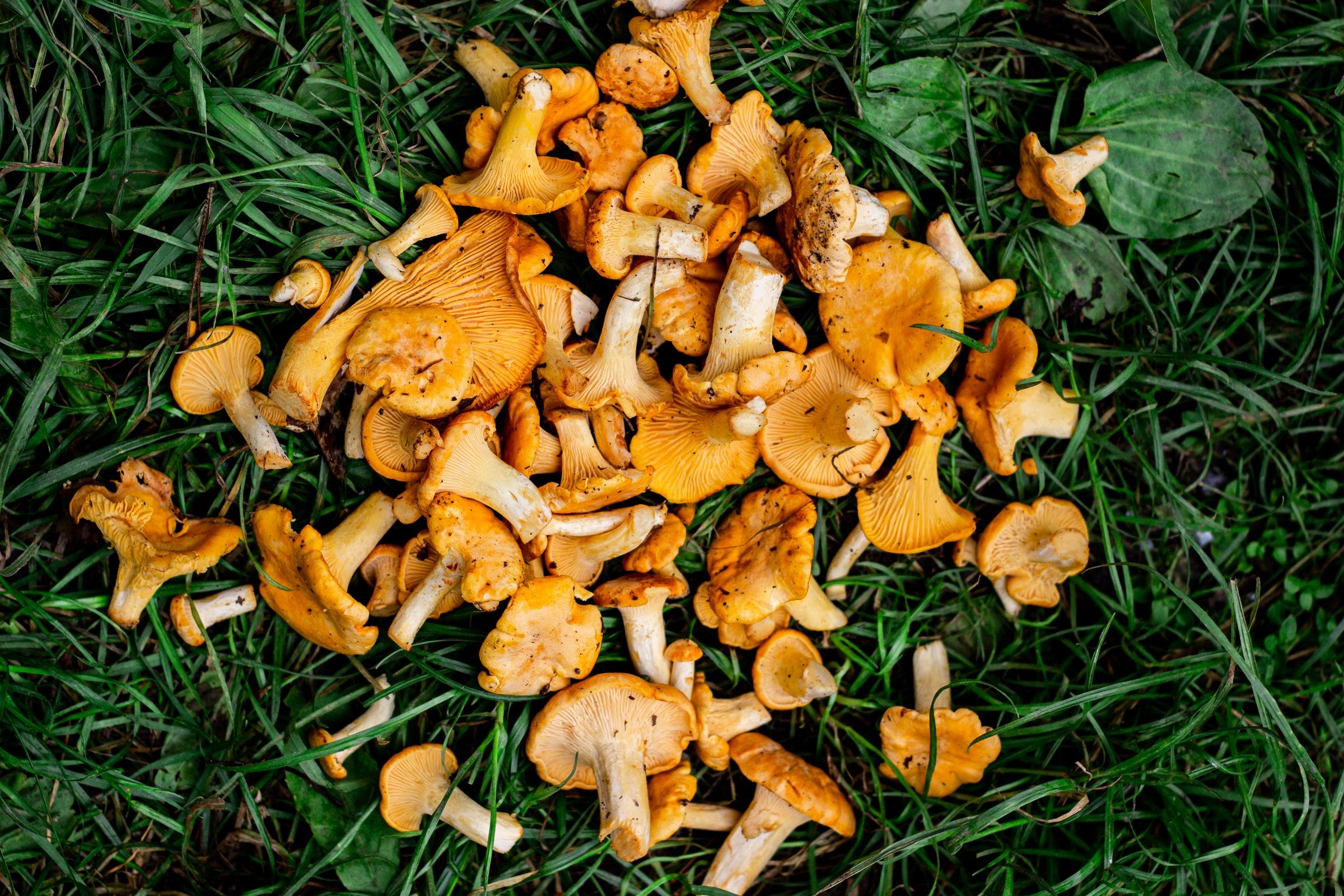 Golden chanterelle mushrooms on grass