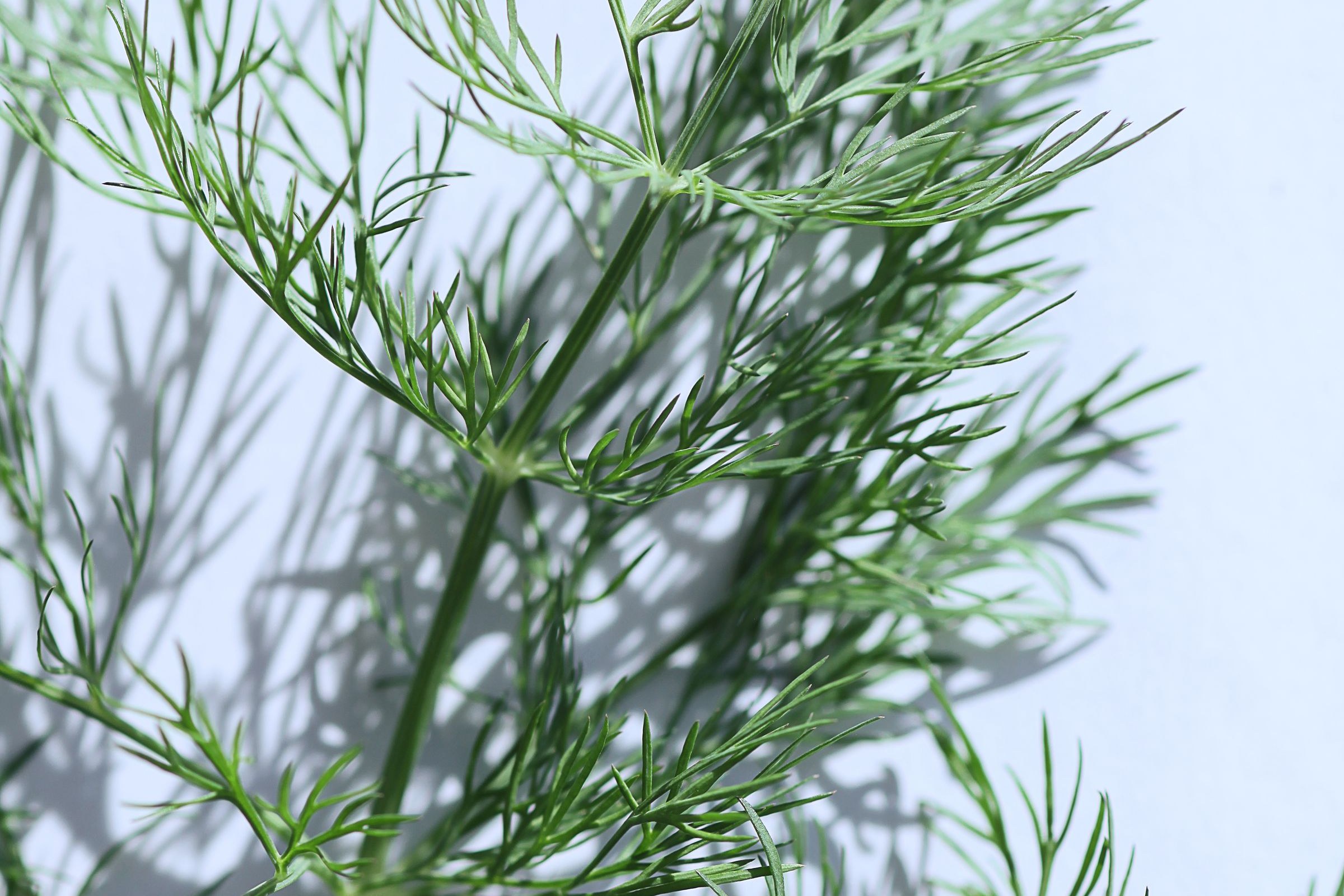 Finely divided blue-green dill leaves