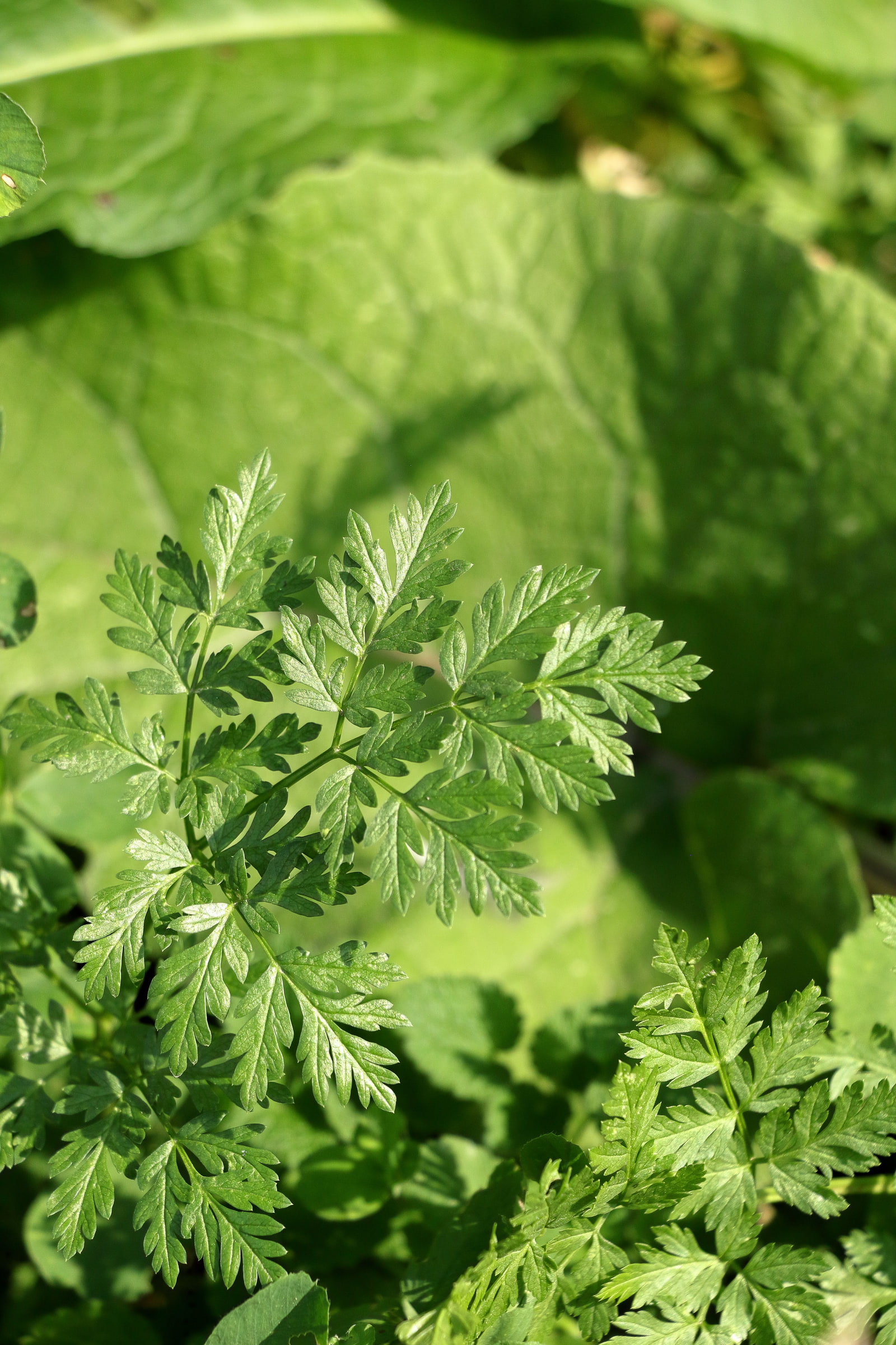 Fresh flat-leaf parsley in sunlight