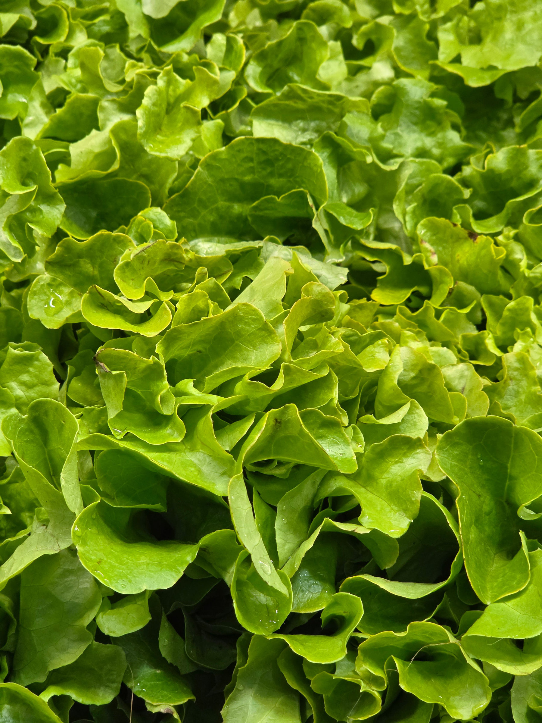 Fresh green leaf lettuce with overlapping, ruffled leaves