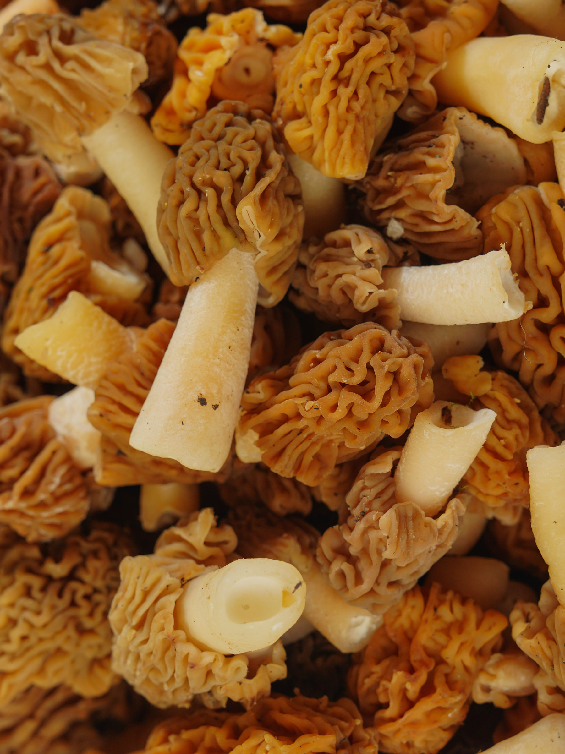 Morels with connected honeycomb ridges and pits