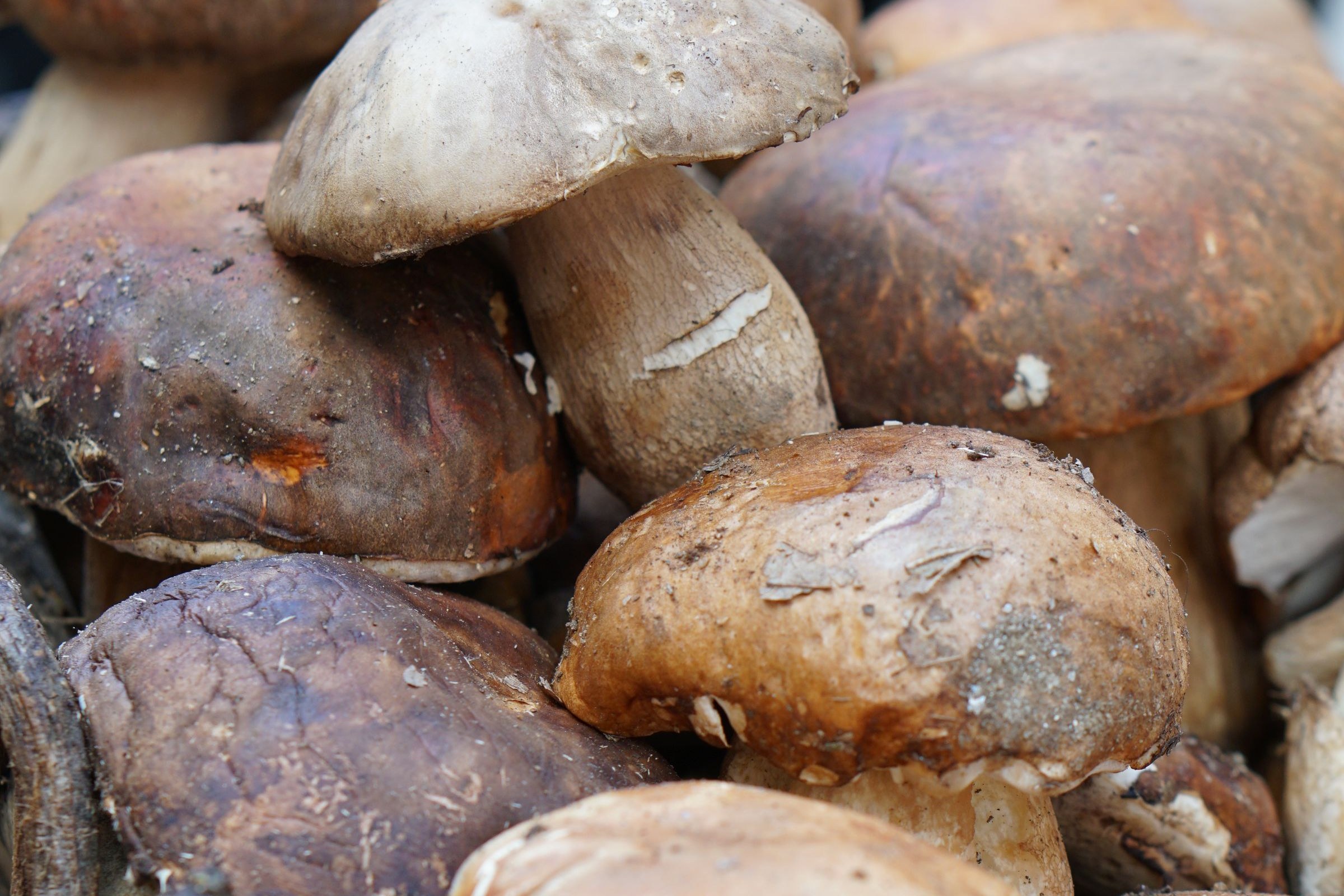 Porcini with broad brown caps and stout stems