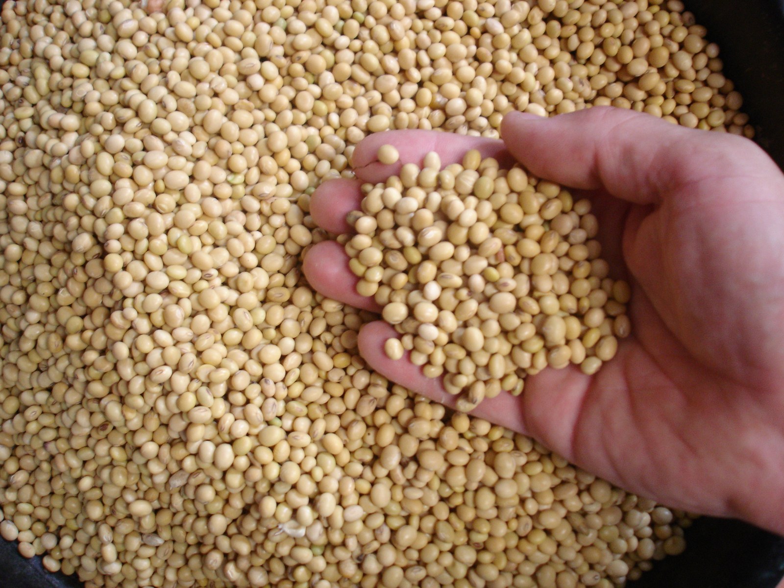 Kacang soya kering di dalam tapak tangan