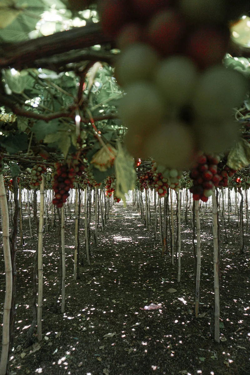 Grape bunches ripening in a vineyard