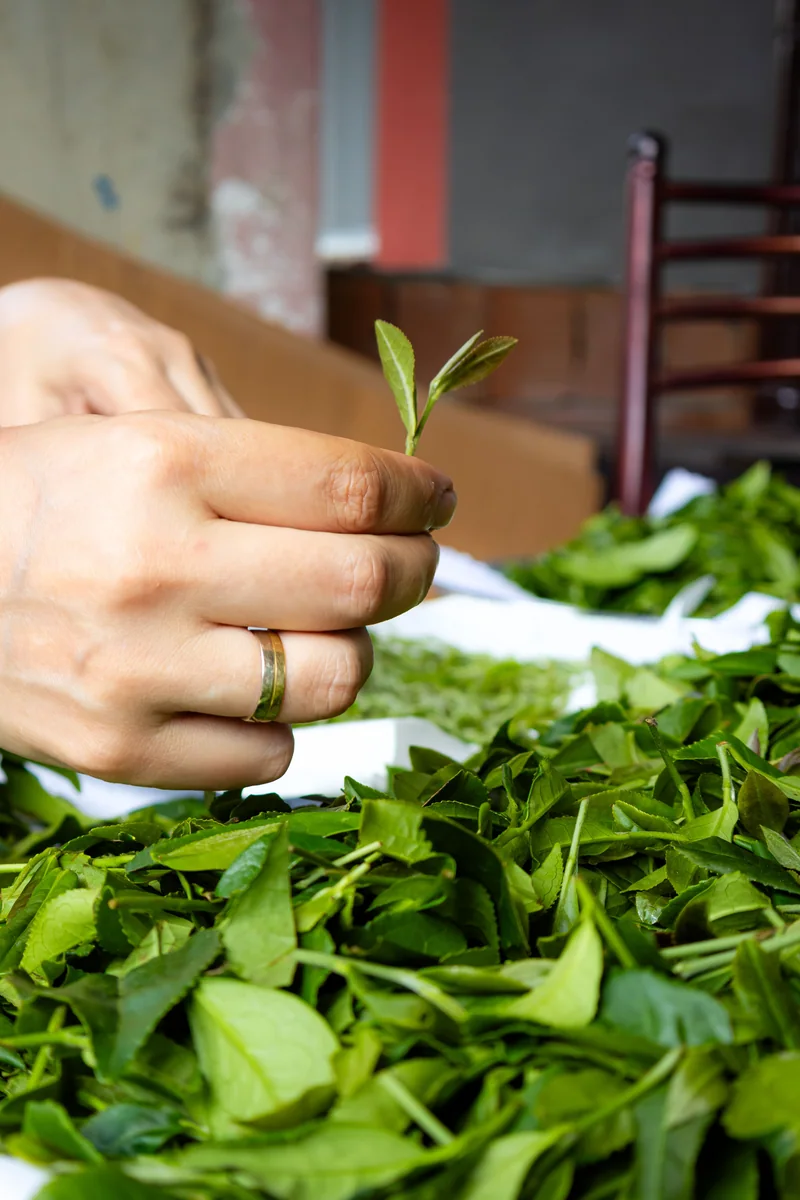 Harvested tea leaves being sorted by hand