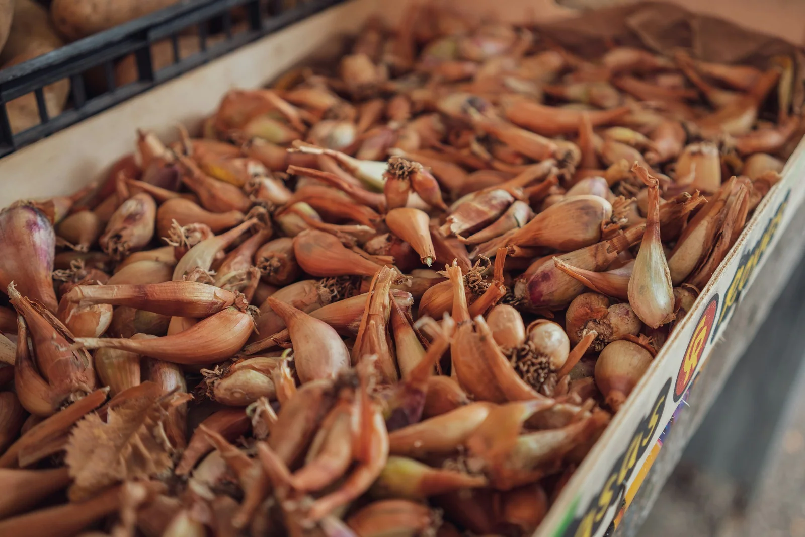 Several red shallots