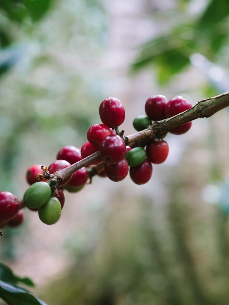 Coffee cherries ripening on a branch