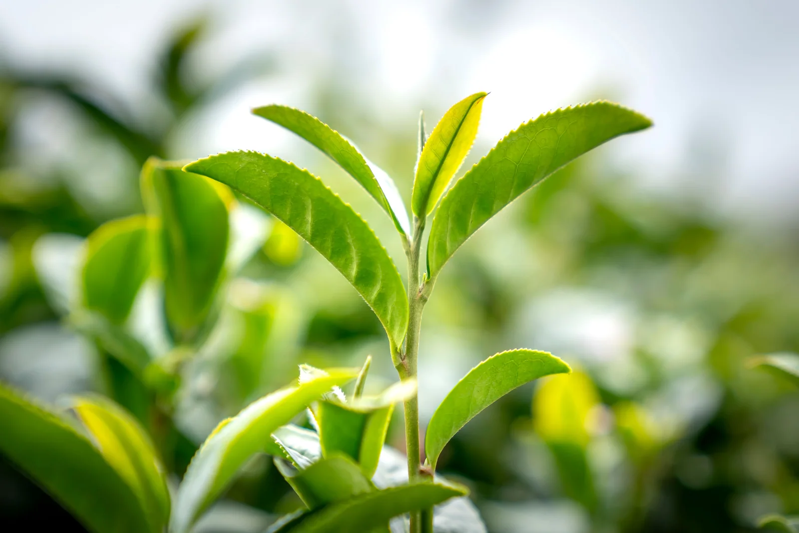Tea leaves growing on a tea-plant branch
