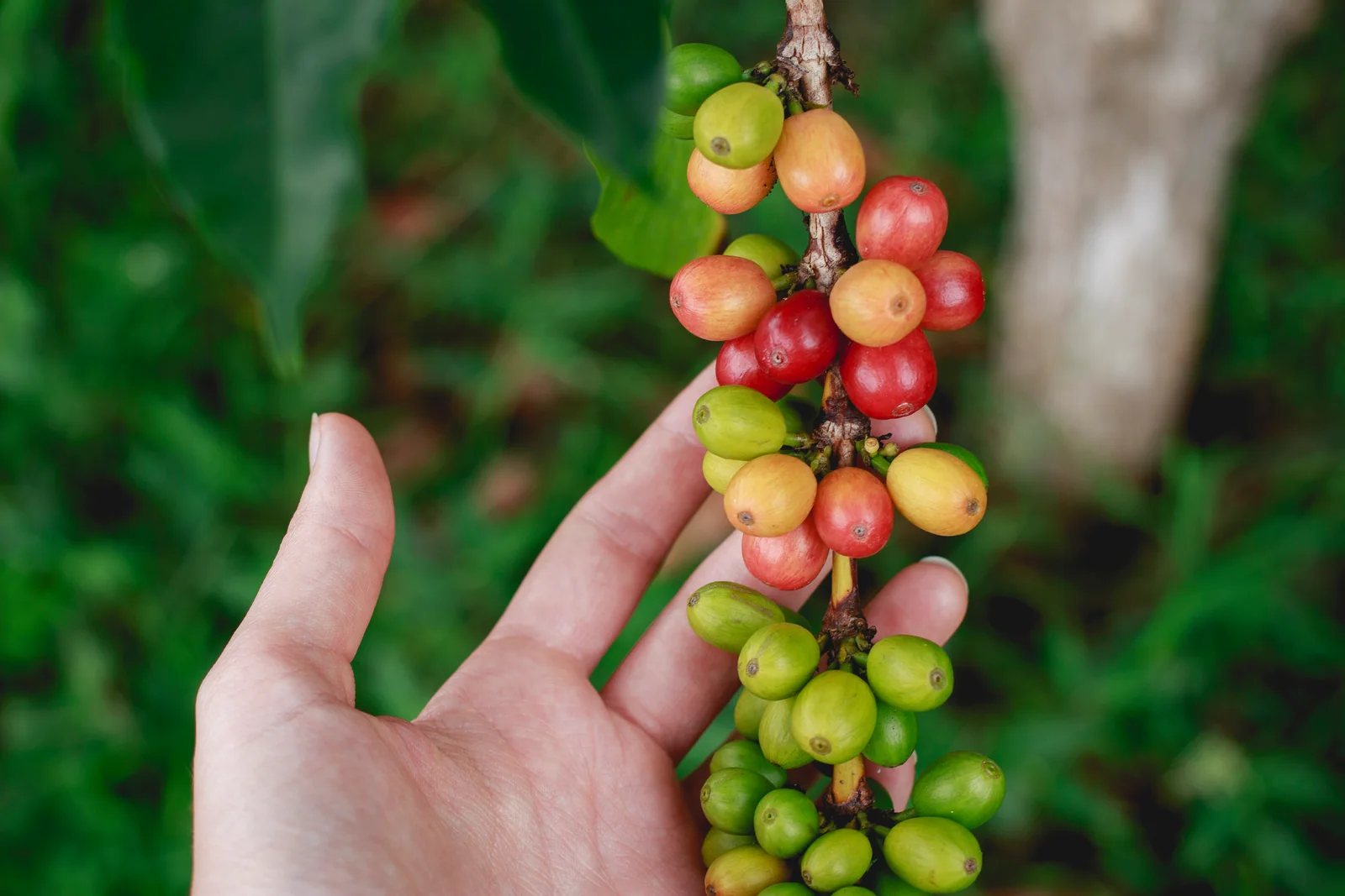 Ripening Kona coffee cherries in Hōlualoa on the Big Island
